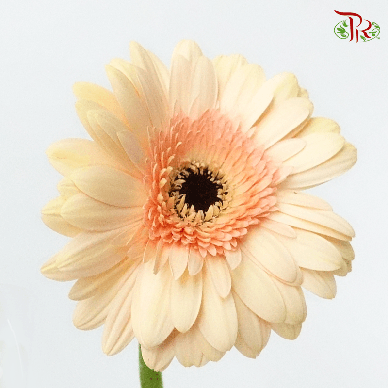 Gerbera - Laguna Beige (10 Stems)-10 Stems-Malaysia-prflorist.com.my