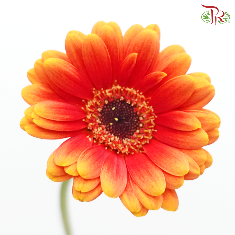 Gerbera Mini - Orange (9-10 Stems)-Orange-China-prflorist.com.my