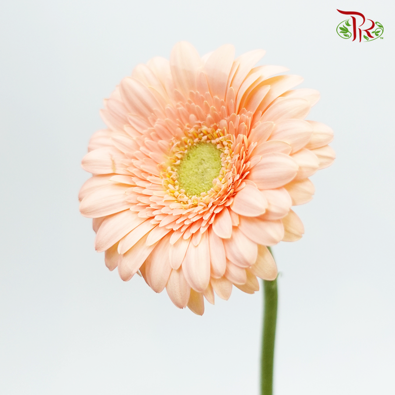 Gerbera Mini - Orange Peach (5 Stems)-Orange-Netherland-prflorist.com.my