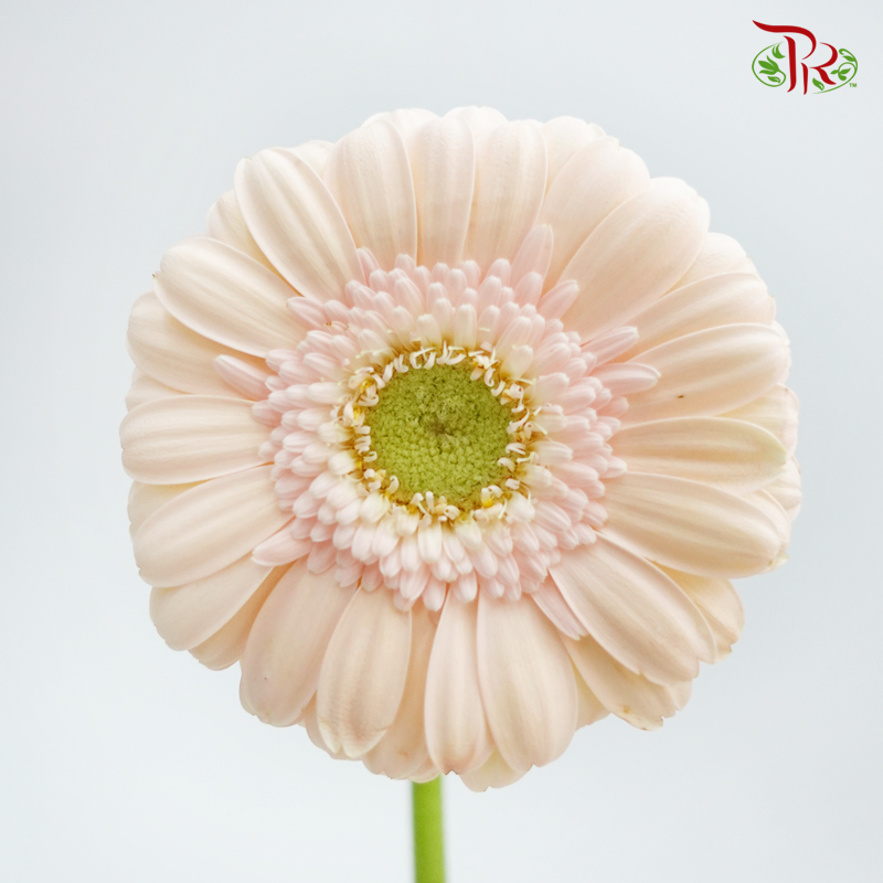 Gerbera Mini - Pastel Champagne (5 Stems)-Champagne-Netherland-prflorist.com.my