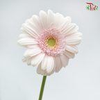 Gerbera Mini - Pastel Pink (5 Stems)-Pink-Netherland-prflorist.com.my