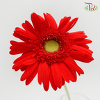 Gerbera