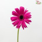Gerbera Pasta