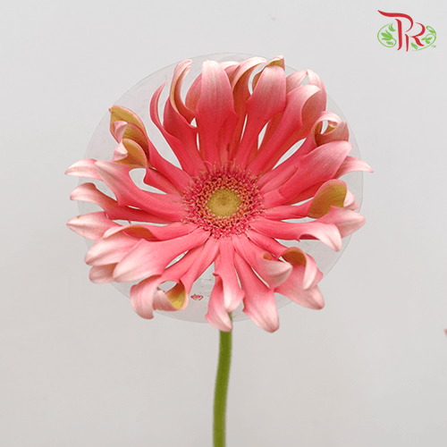 Gerbera Pasta - Famosa (9-10 stems)-Pink-Vietnam-prflorist.com.my