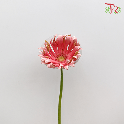 Gerbera Pasta - Famosa (9-10 stems)-Pink-Vietnam-prflorist.com.my