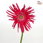 Gerbera Pasta - Hot Dark Pink (5 Stems)-Pink-Netherland-prflorist.com.my