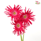 Gerbera Pasta - Hot Dark Pink (5 Stems)-Pink-Netherland-prflorist.com.my