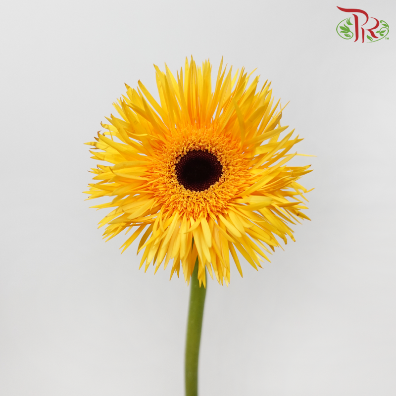 Gerbera Pasta - Light Orange (9-10 Stems)-Yellow-Malaysia-prflorist.com.my