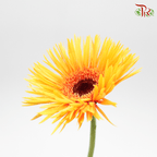 Gerbera Pasta - Orange ( 5 Stems )-Orange-Netherland-prflorist.com.my