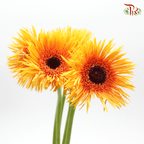 Gerbera Pasta - Orange ( 5 Stems )-Orange-Netherland-prflorist.com.my