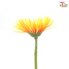 Gerbera Pasta - Orange ( 5 Stems )-Orange-Netherland-prflorist.com.my