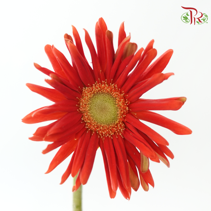 Gerbera Pasta - Orange Red (9-10 stems)-Red-Malaysia-prflorist.com.my