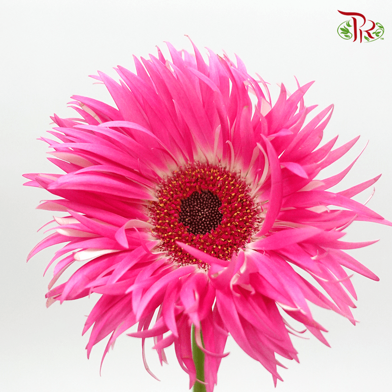 Gerbera Pasta - Pink (5 Stems)-Pink-Netherland-prflorist.com.my