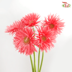 Gerbera Pasta - Pink With Green Heart (5 Stems)-5stems-Netherland-prflorist.com.my
