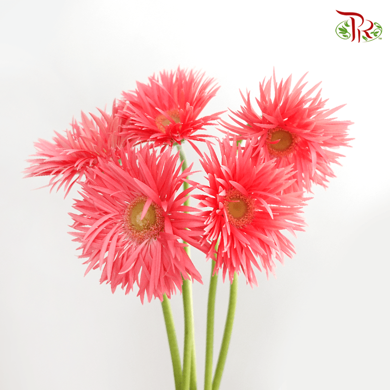 Gerbera Pasta - Pink With Green Heart (5 Stems)-5stems-Netherland-prflorist.com.my