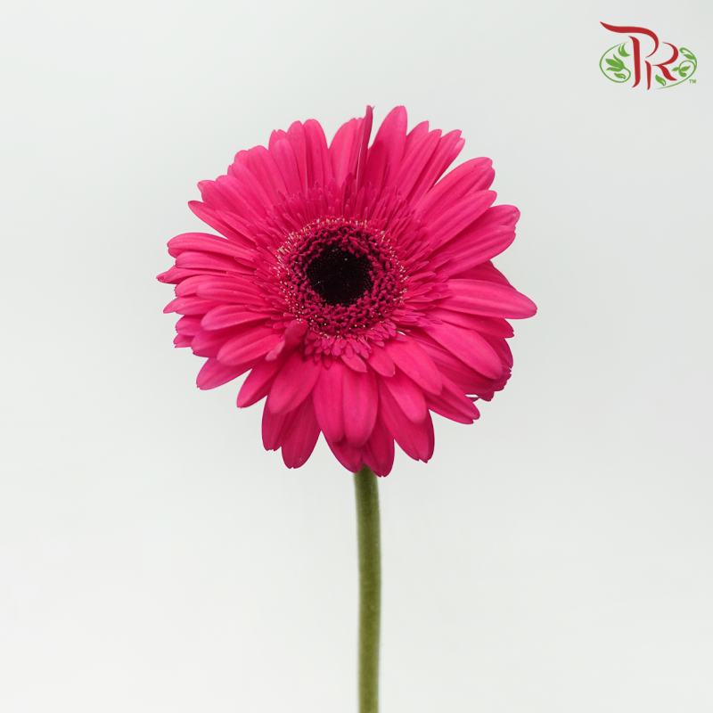 Gerbera - Ruby Pink (9-10 Stems)-Dark Pink-Malaysia-prflorist.com.my