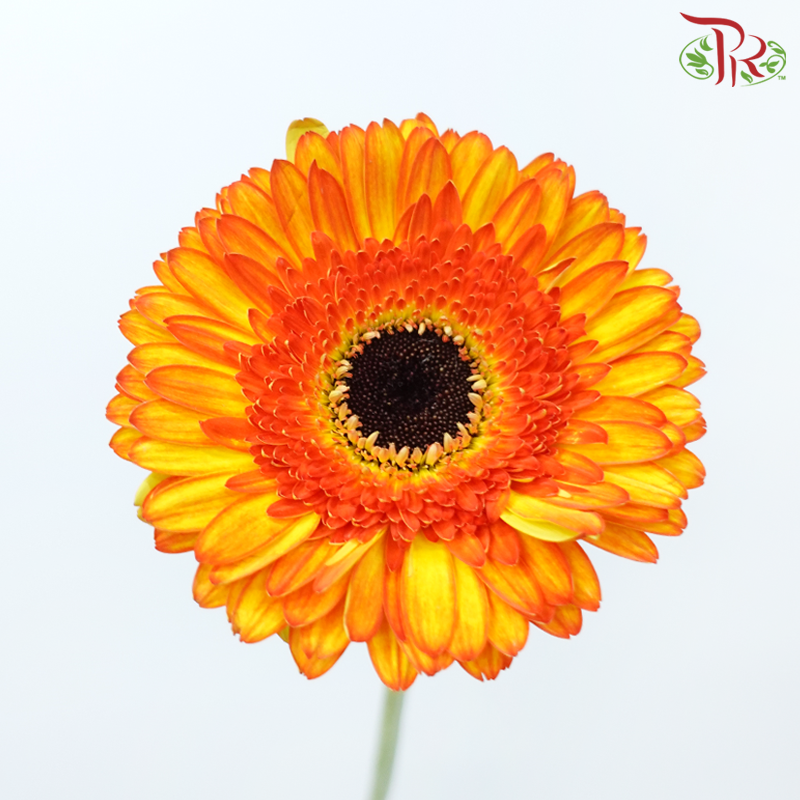 Gerbera