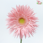 Gerbera Spider - Emotion (5 Stems)-Light Pink-Netherland-prflorist.com.my
