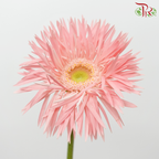 Gerbera Spider - Emotion (5 Stems)-Light Pink-Netherland-prflorist.com.my