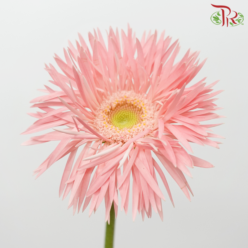 Gerbera Spider - Emotion (5 Stems)-Light Pink-Netherland-prflorist.com.my