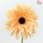 Gerbera Spider / Pasta - Champagne With Black Heart (5 Stems)-Champagne With Black Heart-Netherland-prflorist.com.my
