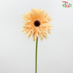 Gerbera Spider / Pasta - Champagne With Black Heart (5 Stems)-Champagne With Black Heart-Netherland-prflorist.com.my