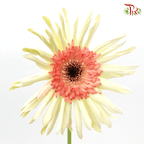 Gerbera Spider / Pasta - Cream Yellow (5 Stems)-Yellow-Netherland-prflorist.com.my