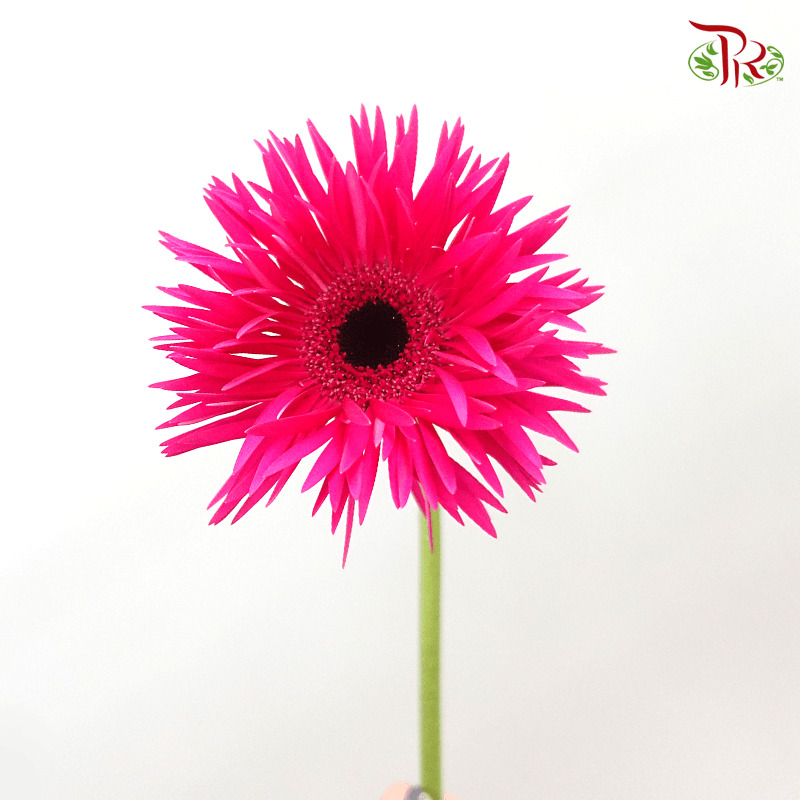 Gerbera Spider / Pasta - Dark Cherry Pink (5 Stems)-Cherry Pink-Netherland-prflorist.com.my