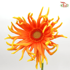 Gerbera Spider / Pasta - Orange (5 Stems)-Orange-Netherland-prflorist.com.my