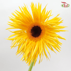 Gerbera Spider / Pasta - Yellow (5 Stems)-Yellow-Netherland-prflorist.com.my
