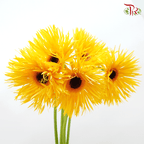 Gerbera Spider / Pasta - Yellow (5 Stems)-Yellow-Netherland-prflorist.com.my