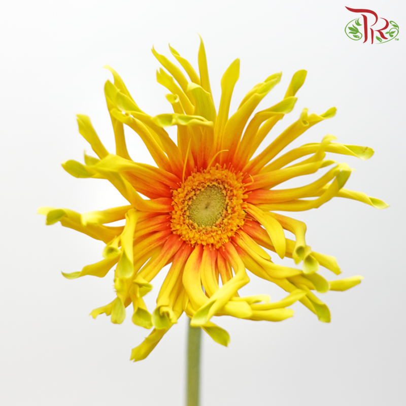 Gerbera Spider / Pasta - Yellow With Orange Heart (5 Stems)-Yellow With Orange Heart-Netherland-prflorist.com.my