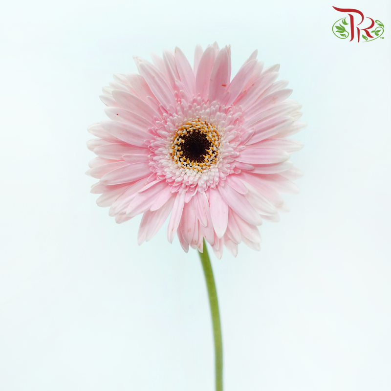 Gerbera - Sweet Pink (9-10 Stems)-Sweet Pink-Malaysia-prflorist.com.my