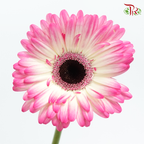 Gerbera
