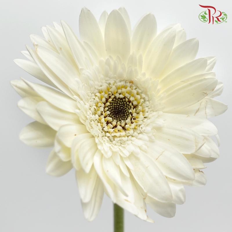 Gerbera - White (9-10 Stems)-White-China-prflorist.com.my