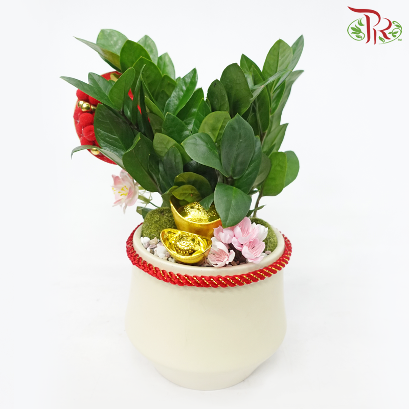 Zamia Plant Arrangement《金钱树》
