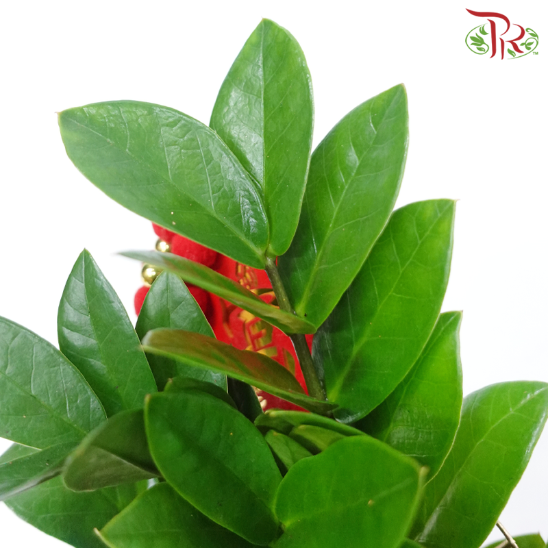 Zamia Plant Arrangement《金钱树》