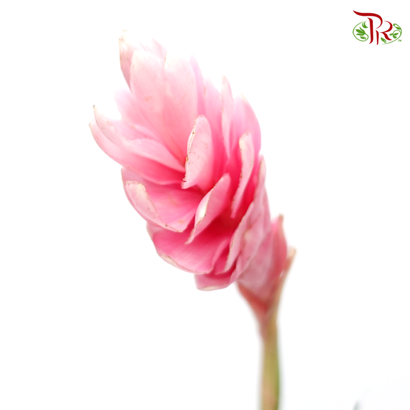 Ginger Pink Medium (5 Stems)-Kenya-prflorist.com.my