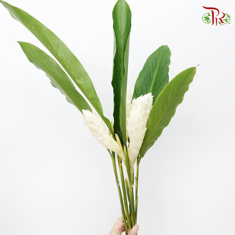 Ginger - White With Leave (5 Stems)-Kenya-prflorist.com.my