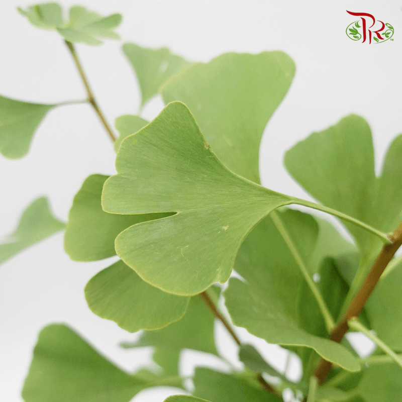 Ginkgobiloba - (Per Bunch)-Green-China-prflorist.com.my