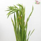 Gladiolus - Blazing Orange (5 Stems)-Blazing Orange-Import-prflorist.com.my