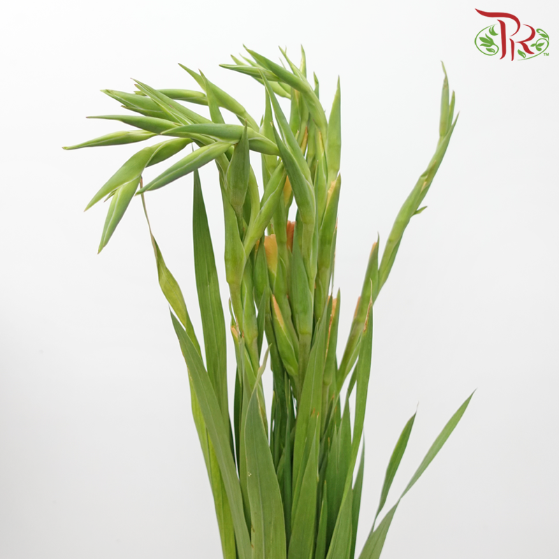 Gladiolus - Blazing Orange (5 Stems)-Blazing Orange-Import-prflorist.com.my