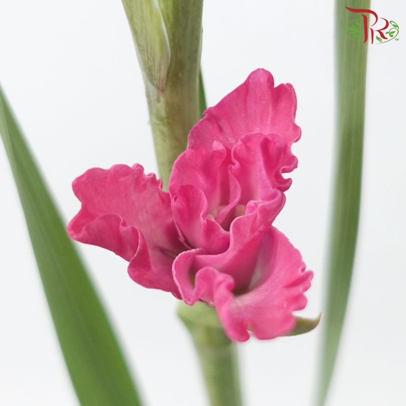 Gladiolus - Cherry Pink (10 Stems)-Dark Pink-Vietnam-prflorist.com.my
