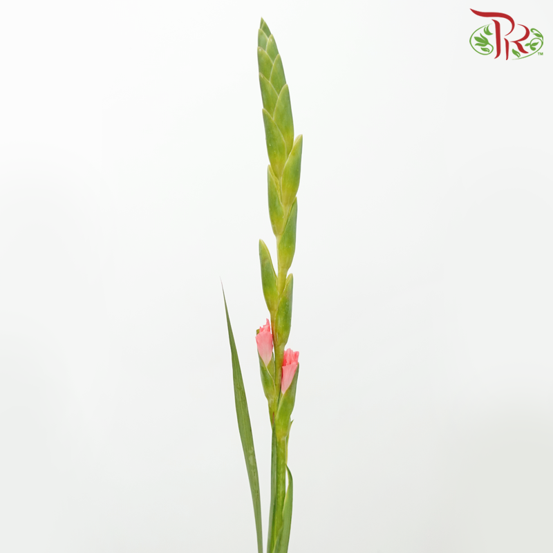Gladiolus - Coral Pink (9-10 Stems)-Coral Pink-China-prflorist.com.my