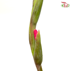 Gladiolus - Hot Pink (5 Stems)-Hot Pink-Import-prflorist.com.my