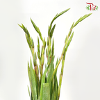 Gladiolus - Hot Pink (5 Stems)-Hot Pink-Import-prflorist.com.my