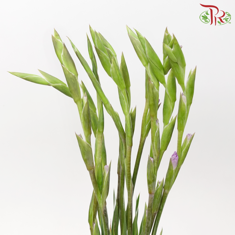 Gladiolus - Light Purple (10 Stems)-Light Purple-Malaysia-prflorist.com.my