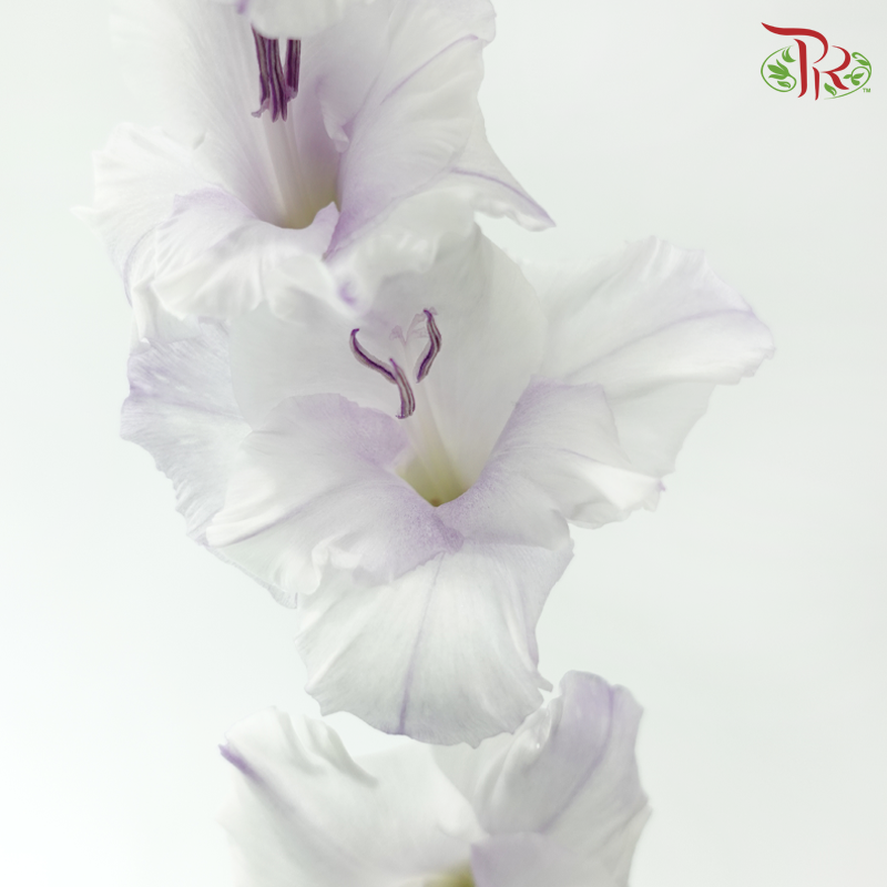 Gladiolus - Light Purple (9-10 Stems)-Purple-China-prflorist.com.my