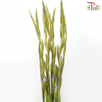 Gladiolus - Light Purple (9-10 Stems)-Purple-China-prflorist.com.my