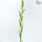 Gladiolus - Light Yellowish Cream (10 Stems)-Light Yellow-China-prflorist.com.my